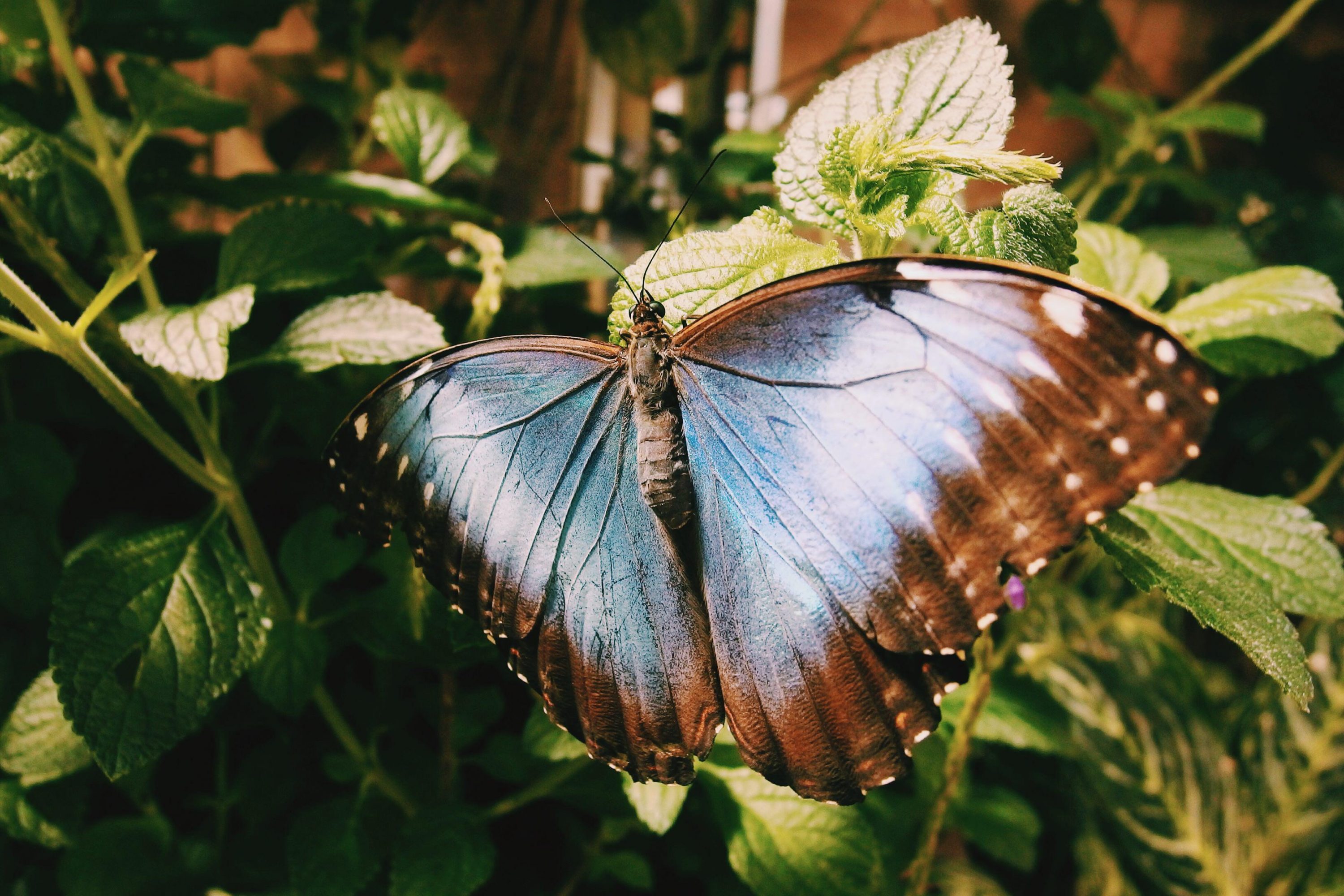 Washington DC blue butterfly
