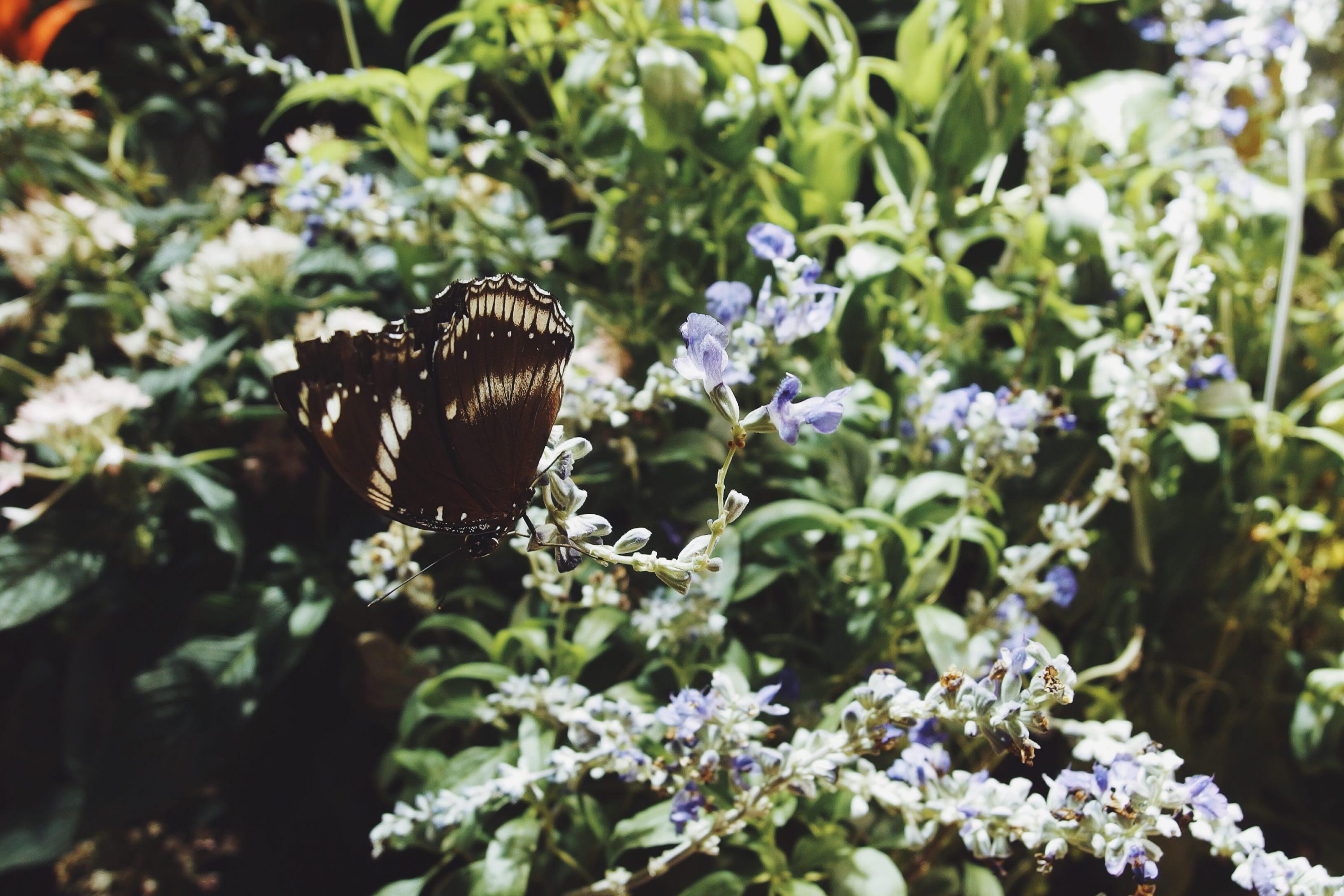 Washington DC butterfly