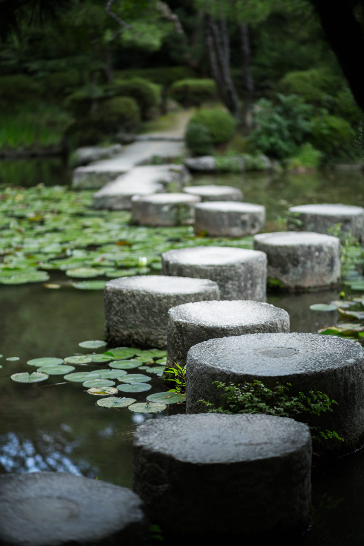 Scott Bass-Japan 2015-Canon5D3-6